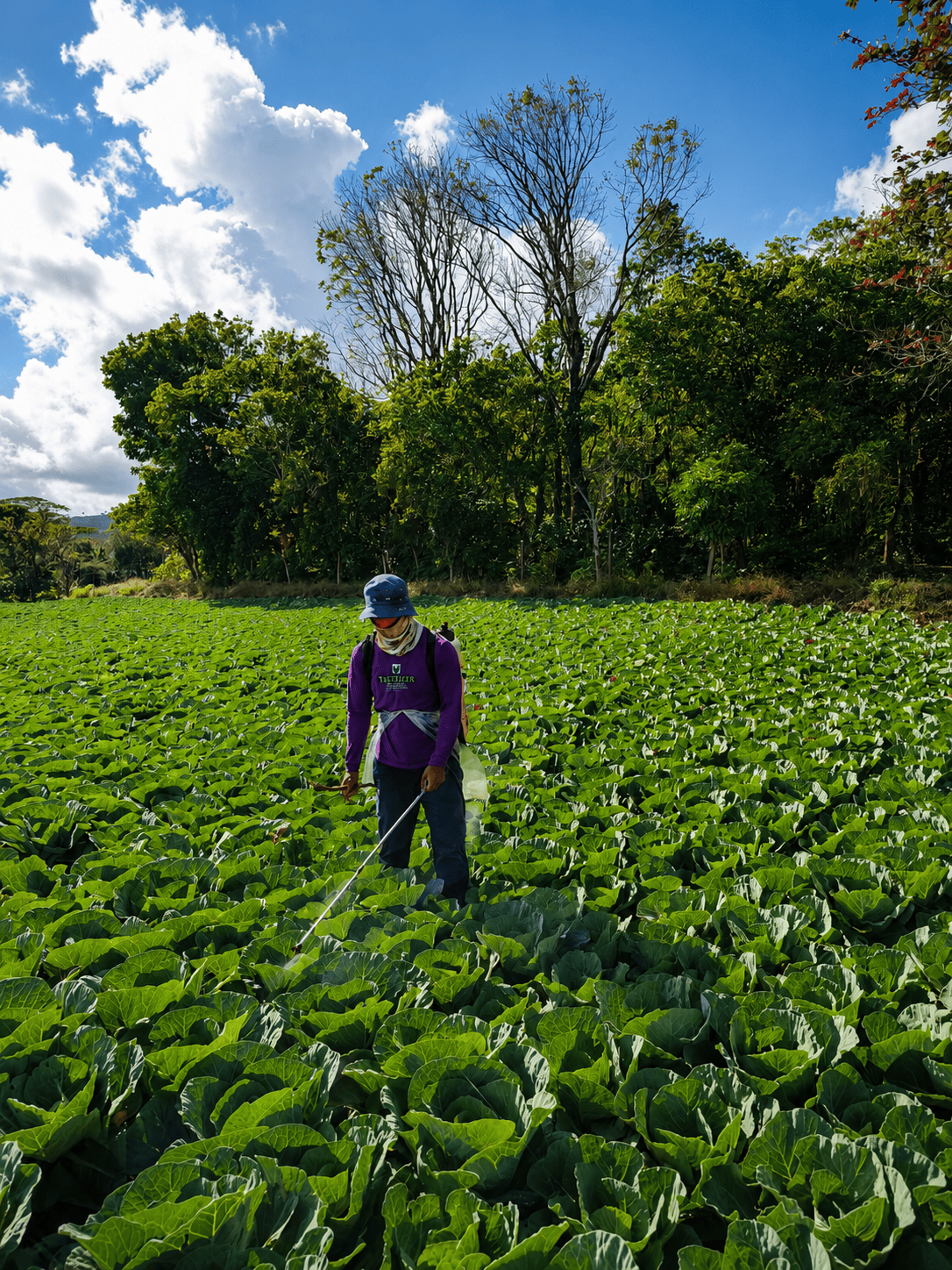 Filipino farmer tending healthy crops